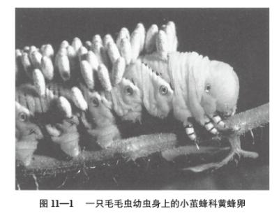 t11-1