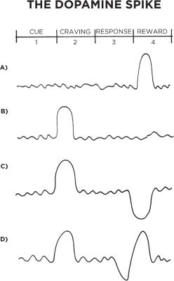 FIGURE 9: Before a habit is learned (A), dopamine is released when the reward is experienced for the first time. The next time around (B), dopamine rises before taking action, immediately after a cue is recognized. This spike leads to a feeling of desire and a craving to take action whenever the cue is spotted. Once a habit is learned, dopamine will not rise when a reward is experienced because you already expect the reward. However, if you see a cue and expect a reward, but do not get one, then dopamine will drop in disappointment (C). The sensitivity of the dopamine response can clearly be seen when a reward is provided late (D). First, the cue is identified and dopamine rises as a craving builds. Next, a response is taken but the reward does not come as quickly as expected and dopamine begins to drop. Finally, when the reward comes a little later than you had hoped, dopamine spikes again. It is as if the brain is saying, “See! I knew I was right. Don’t forget to repeat this action next time.”